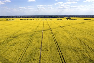 Aerial view of a rape field in bloom, Teltow, 13/05/2023