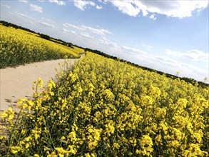 Rape fields in bloom, Teltow, 13.05.2023