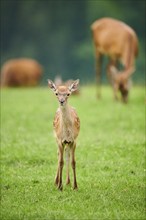 Red deer (Cervus elaphus) fawn standing on a meadow in the mountains in tirol, Kitzbühel, Wildpark