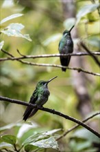 Green-crowned brilliant (Heliodoxa jacula), two hummingbirds sitting on a branch, Monteverde Cloud