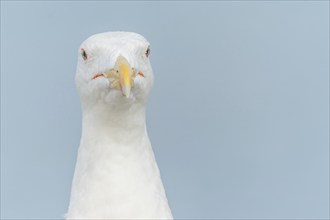 Portrait of a herring gull (Larus argentatus) in the cliffs of the Atlantic Ocean. Camaret, Crozon,