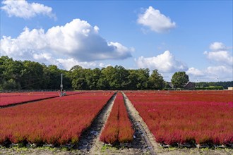 Outdoor area of a horticultural business, autumn plants, heather plants, bell heather, near