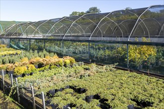 Plants growing in plant nursery at Woodborough Garden Centre, Woodborough, Pewsey, Wiltshire,