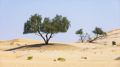 Trees in the sand dunes, Rub al Khali desert, Dhofar province, Arabian Peninsula, Sultanate of Oman