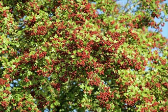 Hawthorn (Crataegus), shrub with red fruits, North Rhine-Westphalia, Germany, Europe