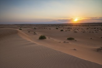 Sand dunes at sunset, Wahiba Sands desert, Sharqiya sand, Oman, Asia