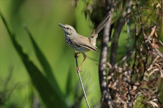 Spotted Prinia (Prinia maculosa), adult, on wait, singing, Kirstenbosch Botanical Gardens, Cape