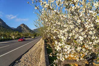 Almond blossom on Majorca, from January to March many hundreds of thousands of almond trees blossom