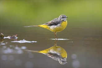 Grey wagtail (Motacilla cinerea) in winter plumage showing reflection in shallow water of stream,