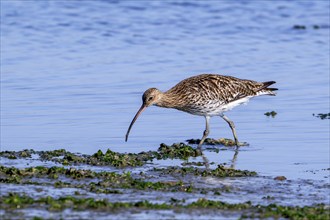 Eurasian curlew, common curlew (Numenius arquata) foraging in shallow water by probing soft mud for