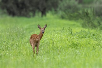 European roe deer (Capreolus capreolus) female, doe foraging in grassland, meadow at forest edge at