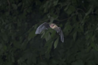 Common pipistrelle (Pipistrellus pipistrellus) hunting insects in front of deciduous forest,