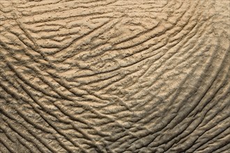 Skin of a desert elephant (Loxodonta africana), detail, Huab dry river, Damaraland, Kunene region,