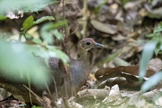 Bushtinamu (Crypturellus cinamomeus), on the forest floor, Carara National Park, Tarcoles,