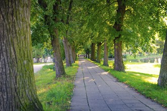 Cobbled path through a park, flanked by trees casting dense shadows, in soft sunlight, Allstedt,