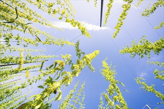 Plant tendrils stretch into the blue sky, with a cloudy strip above, Hopfengarten, Hochdorf, Black