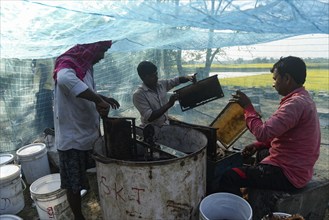 Bee keepers working in a bee farm near a masturd field in a village in Barpeta district of Assam in