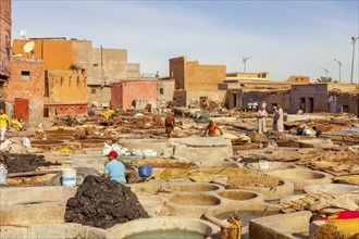 Traditional tannery with dyeing vats for animal skins, Marrakech, Morocco, Africa