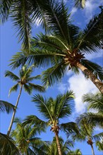 View upwards of tall palm trees against a clear blue sky in a tropical setting, Bayahibe, Dominican