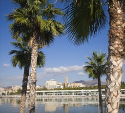 Palm trees in new port development looking towards Malaga city centre, Spain, Europe