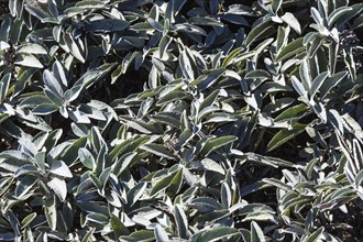 Abstract autumn silver and blue floral texture