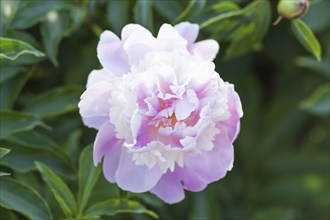 Pink peony flower in a botanical garden