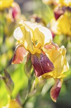 Colorful yellow and red irises in a botanical garden