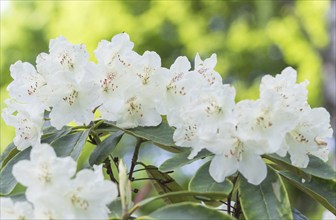 Blooming rhododendron in the botanical garden in spring