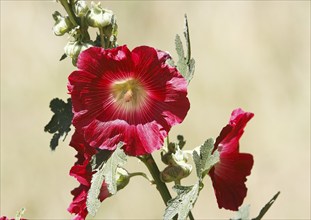 Flowering hollyhock (Alcea rosea), North Rhine-Westphalia, Germany, Europe