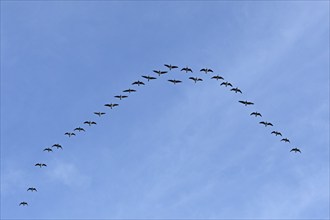 Flock of wild geese, Falshöft, Geltinger Birk, Gelting, Schleswig-Holstein, Germany, Europe