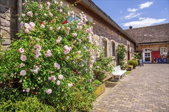 Climbing roses in the courtyard of Hämelschenburg Castle, Weser Renaissance castle, municipality of