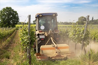 Soil cultivation in the vineyard, here near Neustadt an der Weinstraße, Palatinate