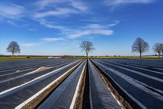 Agriculture on the Lower Rhine, early season, asparagus cultivation in spring, under plastic