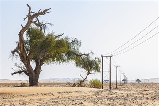 Half-dead tree next to a power line in the Rub al Khali desert, Dhofar province, Arabian Peninsula,