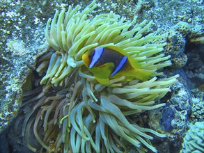 Red Sea anemonefish (Amphiprion nigripes), anemone, dive site Reef Bluff Point, Red Sea, Egypt,