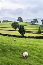 Sheeps and Farms in Yorkshire Dales National Park, North Yorkshire, England, United Kingdom, Europe