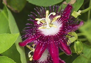 Passion fruit flower in a botanical garden