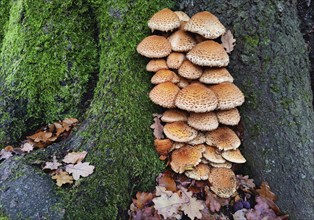 Golden scalycap (Pholiota aurivella) on a beech tree (Fagus sylvatica), Sababurg primeval forest,