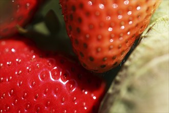 Close-up of ripe strawberries in the field