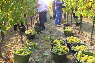 Grape grape harvest: Manual harvest of Chardonnay grapes in a vineyard in the Palatinate