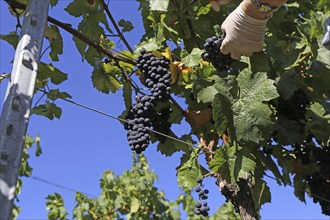 Grape grape harvest: Hand-picking Pinot Noir grapes in the Palatinate (Norbert Groß Winery,