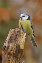 Blue tit (Parus caeruleus), sitting on an old tree stump in autumn forest, Wilnsdorf, North