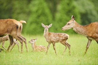 Red deer (Cervus elaphus) mother with her fawn standing on a meadow in the mountains in tirol,