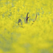 Roe deer (Capreolus capreolus), roebuck standing in a yellow rapeseed field, rapeseed (Brassica