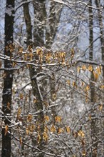 Wintertime in the forest, Elbe Sandstone Mountains, Saxony, Germany, Europe