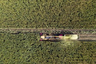 Maize harvest, combine harvester, chopper works its way through a maize field, the silage is pumped