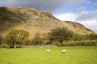 Hallin Fell, Howtown, Ullswater, Lake District national park, Cumbria, England, UK