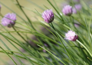 Chive (Allium schoenoprasum), in bloom, North Rhine-Westphalia, Germany, Europe