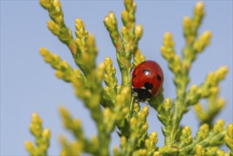 Close-up of a ladybird on green branches against a blue sky, Germany, Europe