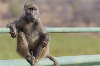 Chacma baboon (Papio ursinus), adult male, looking at camera, sitting casually on the guardrail of